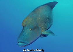 Adult Napoleon Wrasse @ Brother Islands by Andre Philip 
